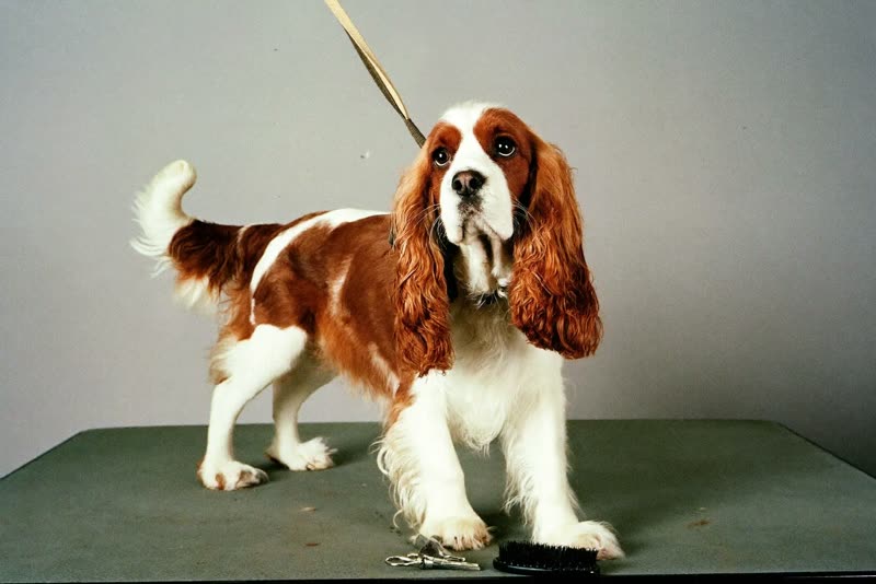 A spaniel on a grooming table with brushes and clippers