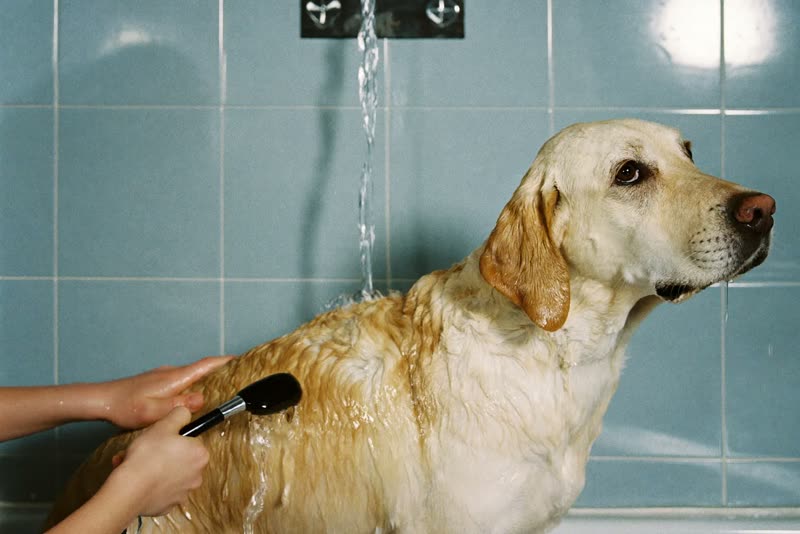 A labrador being rinsed in the grooming bath