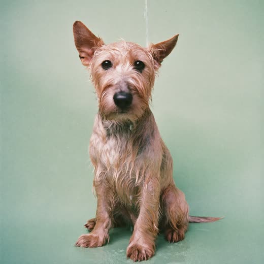 A small terrier freshly bathed and dried