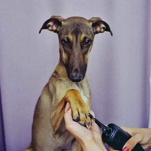 A dog's paw held for nail trimming